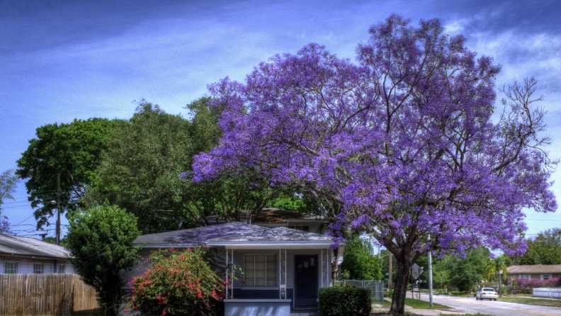 gorgeous_purple_blossoms_on_a_urban_tree_hdr.jpg