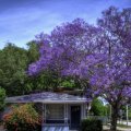 gorgeous purple blossoms on a urban tree hdr