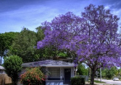 gorgeous purple blossoms on a urban tree hdr
