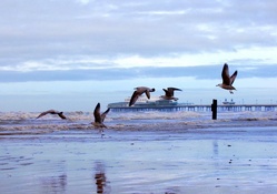seagulls over a wonderful beach