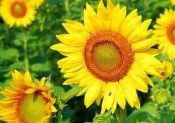 Sunflowers _ hdr