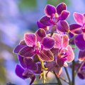Lovely orchids
