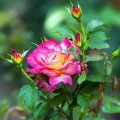 Beautiful Rose with Buds