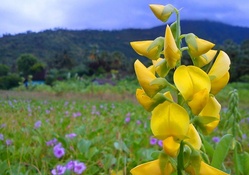 Yellow Snapdragon in Flower Field
