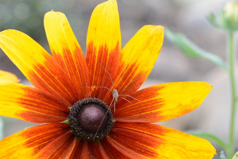 spider_sunflower.jpg