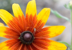 Spider Sunflower