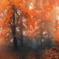 Misty Autumn Forest