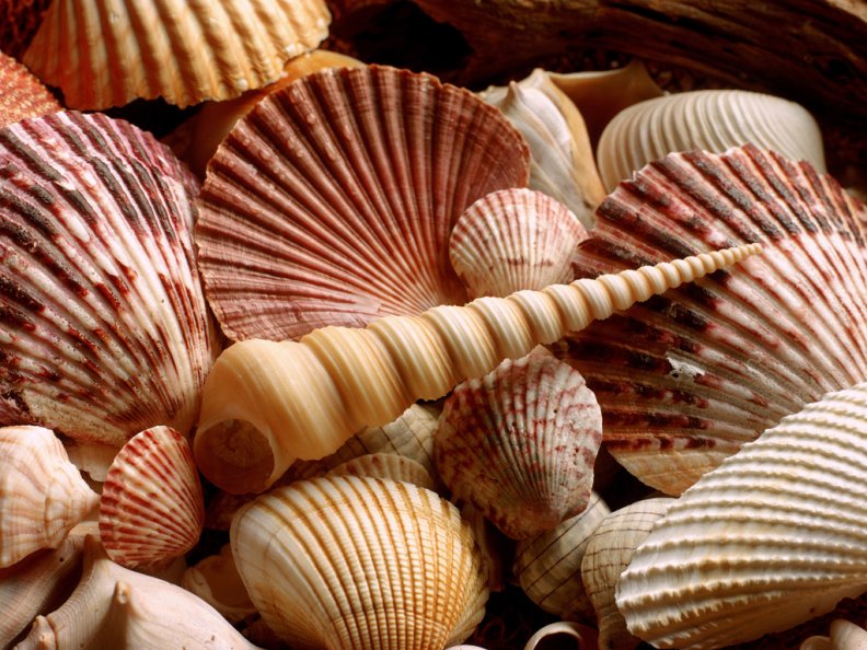 seashells.jpg