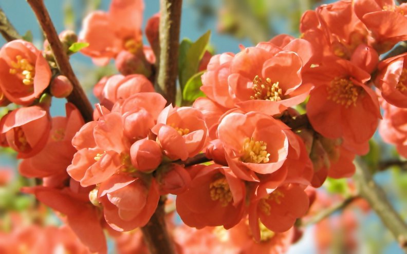 orange_blossoms.jpg