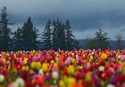 Tulip Field on a Cloudy Day