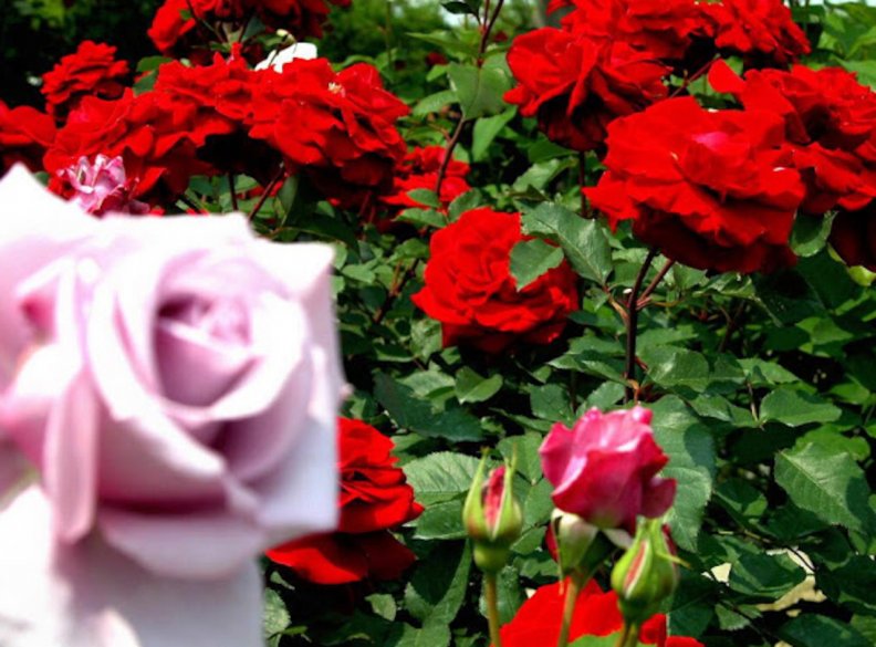 garden_of_roses.jpg