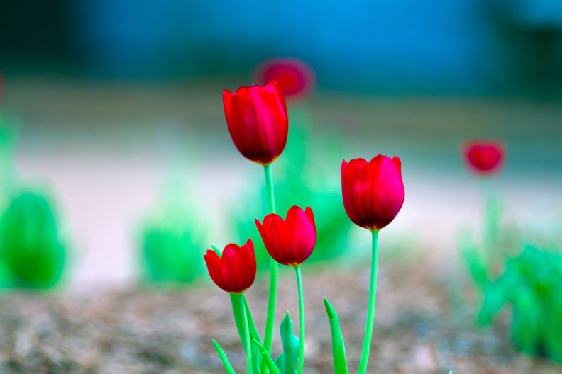 red_tulips.jpg