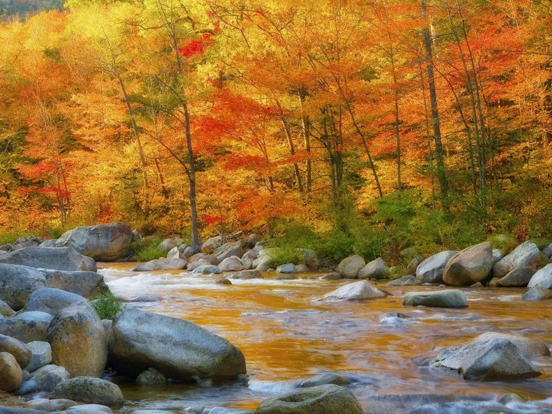 autumn_forest_and_rocky_stream.jpg