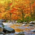 Autumn Forest and Rocky Stream