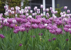 Lila Flower Tulips