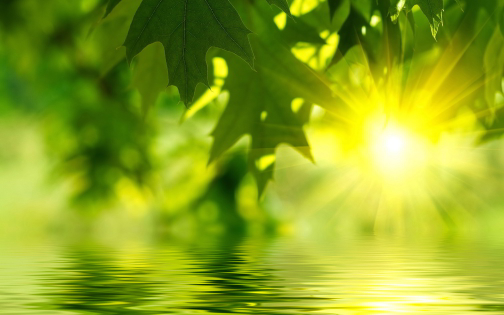 Green Leaves and Water Sunrise