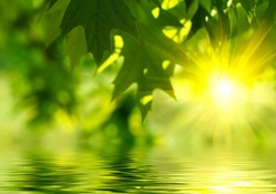 Green Leaves and Water Sunrise