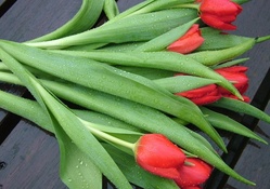 * Wet tulips *