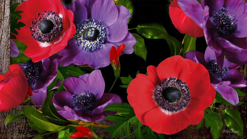 Purple Red Poppies