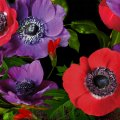 Purple Red Poppies