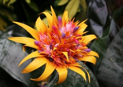 Multicolored Flower