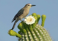 Bird on Cactus Flower