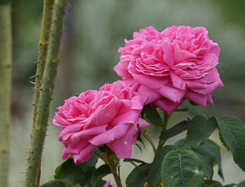 two_pink_roses.jpg