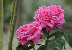 Two Pink Roses
