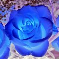 Cool Blue Roses