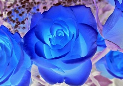 Cool Blue Roses