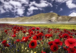 beautiful poppy field in castelluccio italy