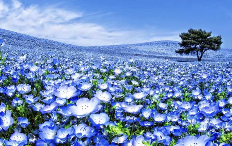 field_of_blue_flowers.jpg