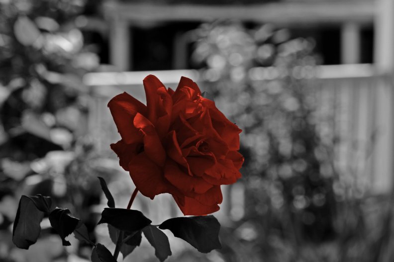 red_monochrome_rose.jpg