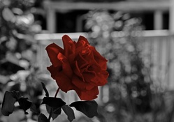 Red Monochrome Rose