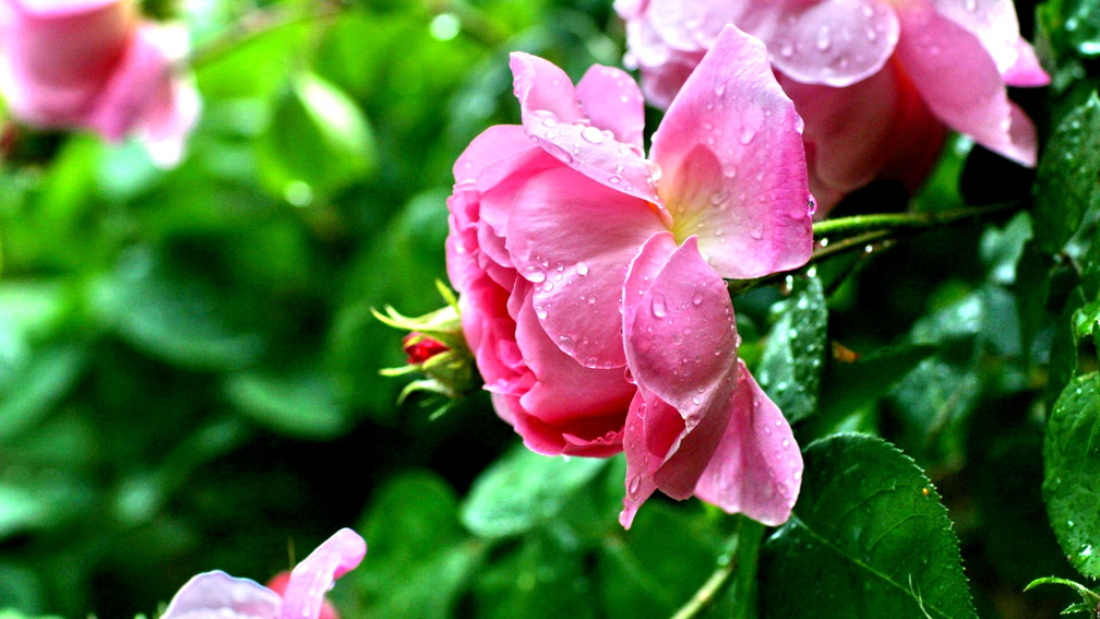 ROSE BEAUTY WITH WATERDROPS