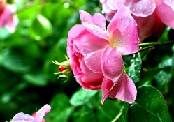 ROSE BEAUTY WITH WATERDROPS