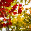 Bright Maple Leaves