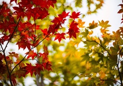 Bright Maple Leaves