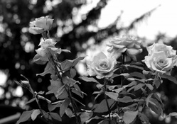 Monochrome Macro Rose