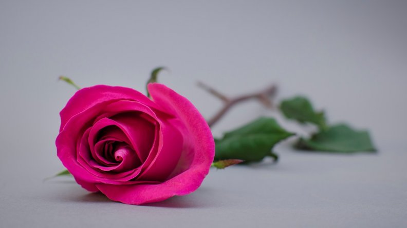 Pink_Rose