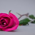 Pink_Rose