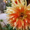 Orange chrysanthemum