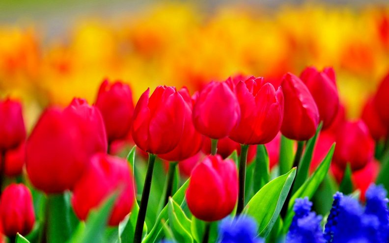 bright_red_tulips.jpg