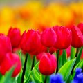 BRIGHT RED TULIPS