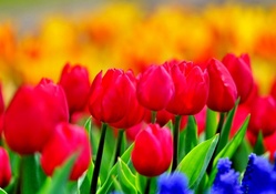 BRIGHT RED TULIPS