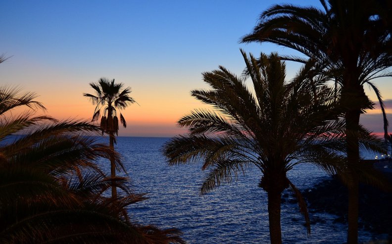 palms_at_sunset.jpg