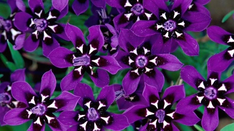 beautiful_purple_flowers.jpg