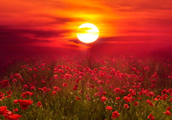 Sunset Over the Poppies Field