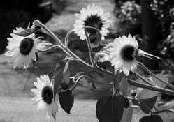 black and white sunflower