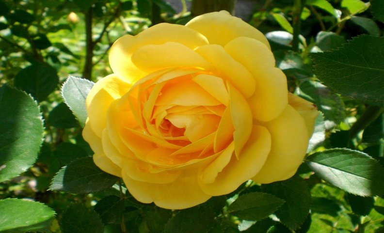 Bright Yellow Rose
